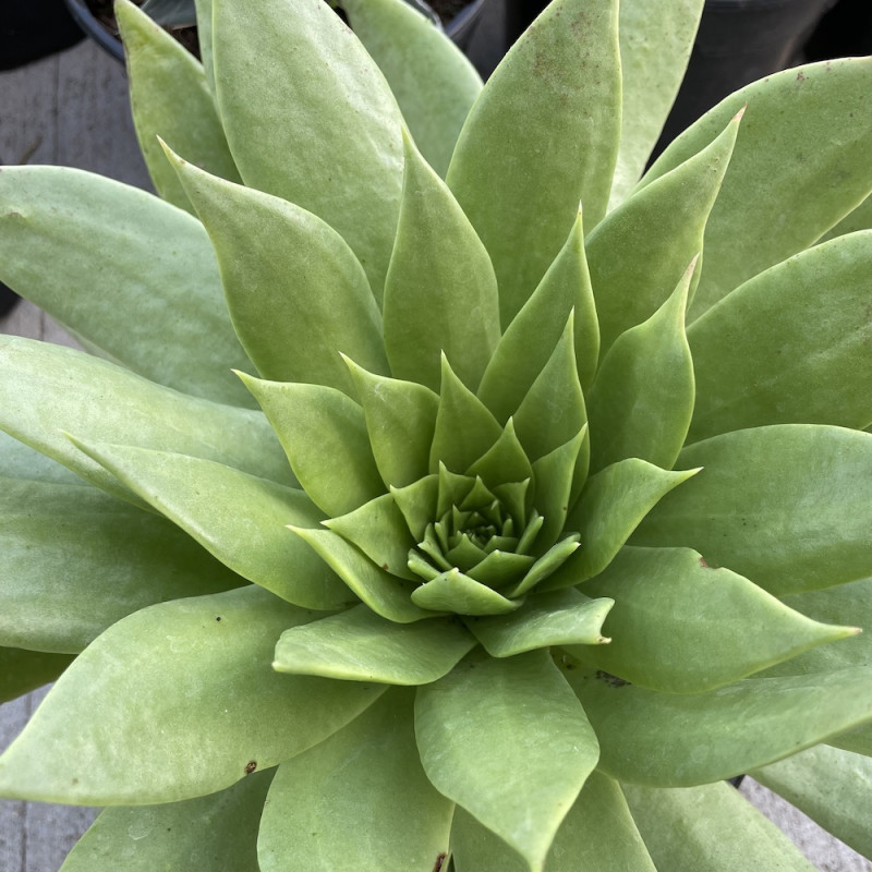 Dudleya pulverulenta