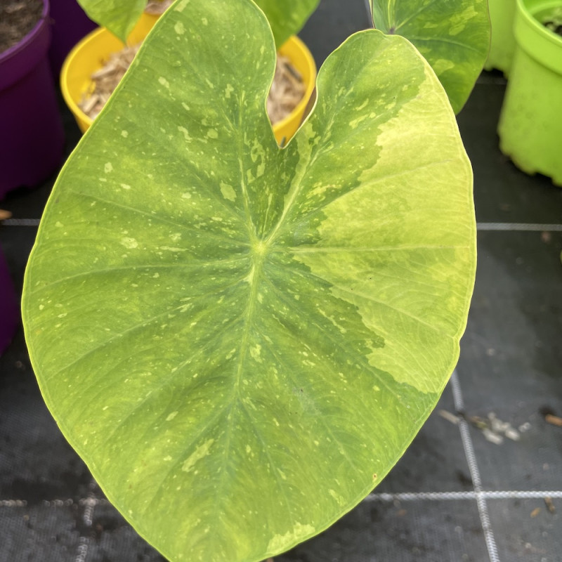 Colocasia lemonade