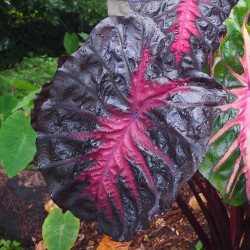 Colocasia 'COREDE' Redemption PPAF