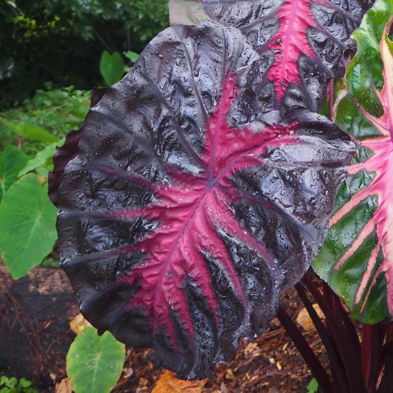 Colocasia 'COREDE' Redemption PPAF