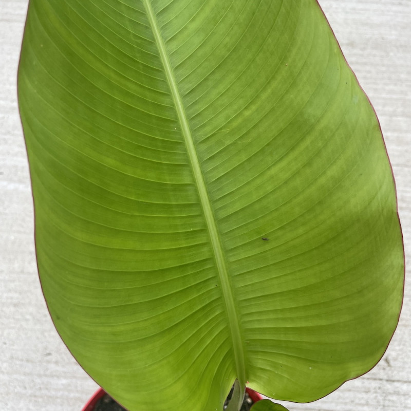 Heliconia schiedeana