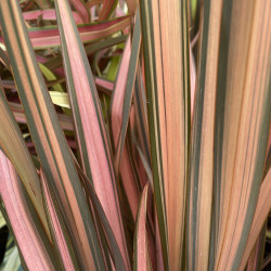 Phormium flamingo