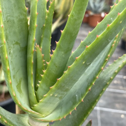 Aloe hexapetala