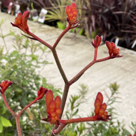 Anigozanthos scarlet