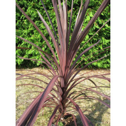 Cordyline 'black knight'