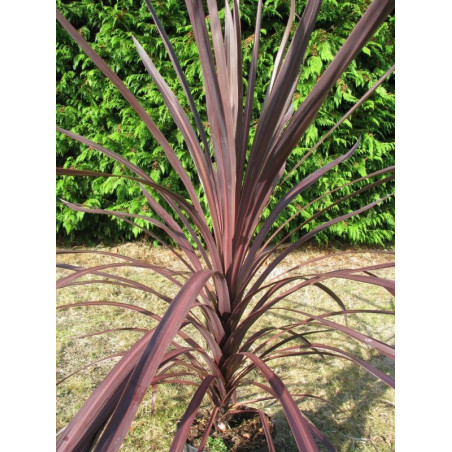 Cordyline 'black knight'