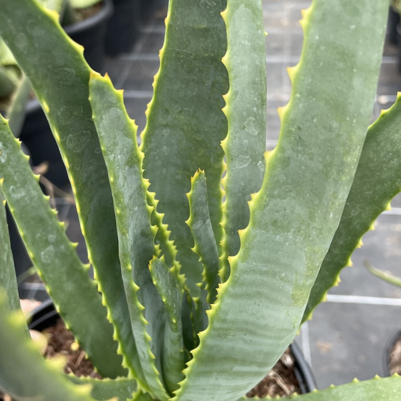 Aloe capitata Tsiroanomandidy