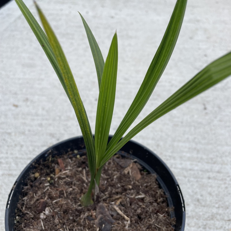 Jubutia F2