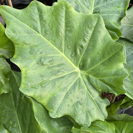 Alocasia portodora