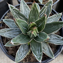 Agave victoria reginae 'Huasteca Canyon'