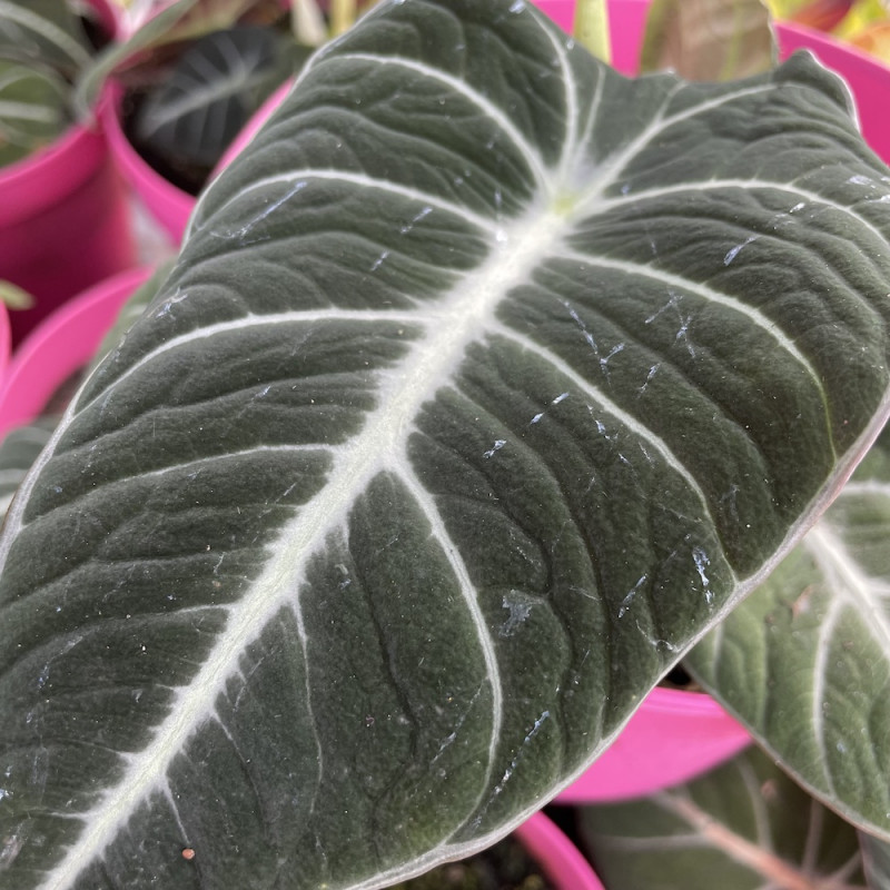 Alocasia black velvet