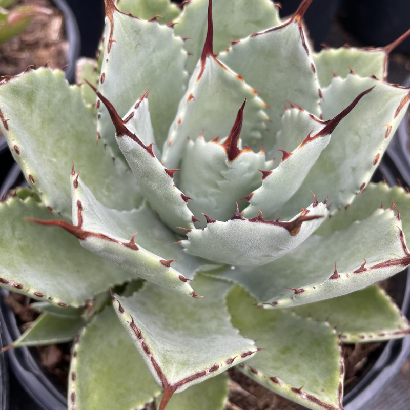 Agave potatorum Kichiokan