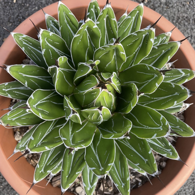 Agave victoria reginae Agave victoria reginae