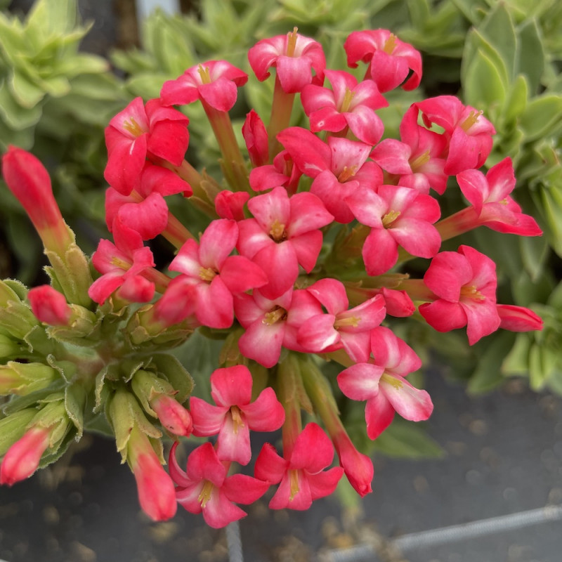 Crassula coccinea