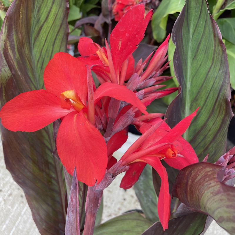 Canna feu magique