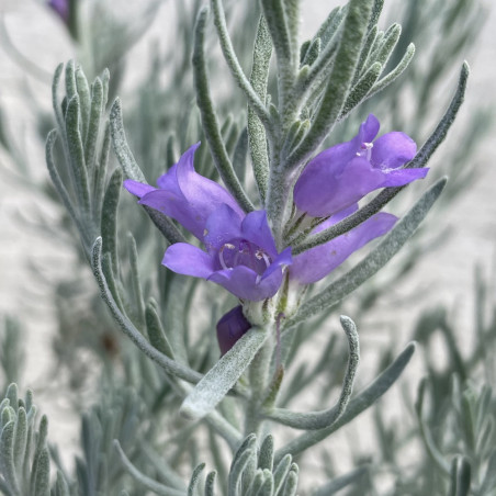 Eremophila Beryl's blue