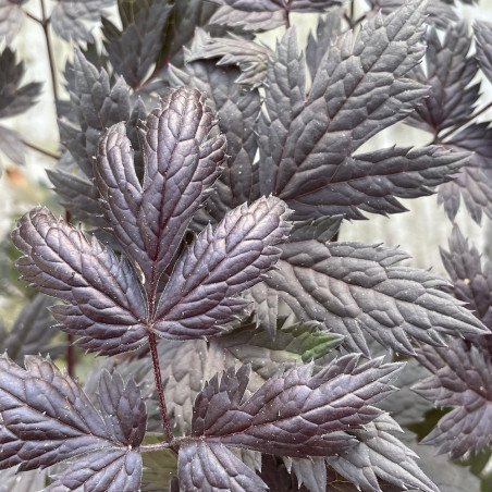 Actaea simplex 'Chocoholic'