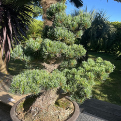 Pinus pentaphylla bonsaï