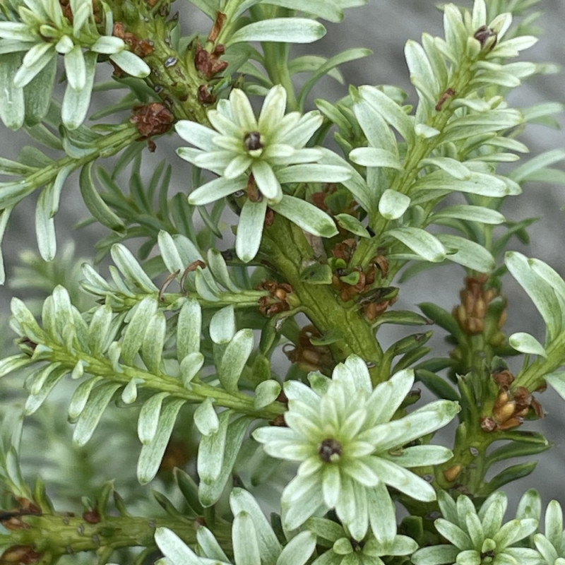 Podocarpus Kilworth cream