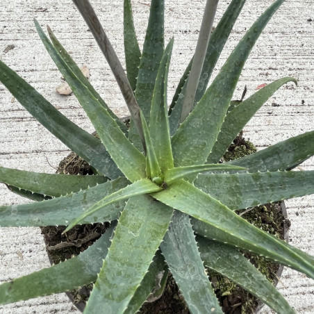 Aloe pseudoparvula