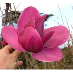 Magnolia 'Shirazz'®