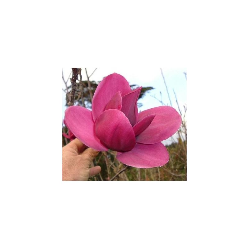 Magnolia 'Shirazz'®