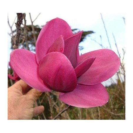 Magnolia 'Shirazz'®