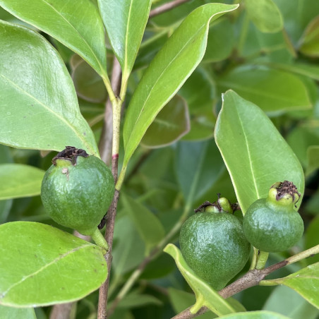 Psidium cattleianum