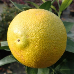 Citrus sinensis Cara Cara