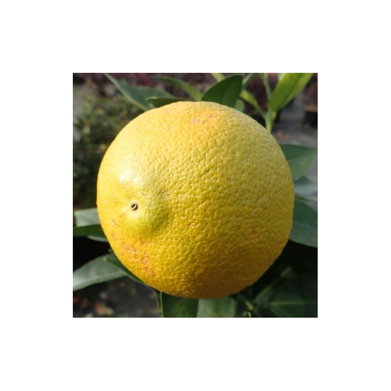 Citrus sinensis Cara Cara Citrus sinensis Cara Cara