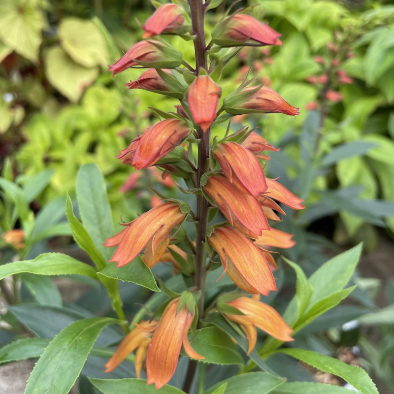 Isoplexis canariensis 'Bella'®