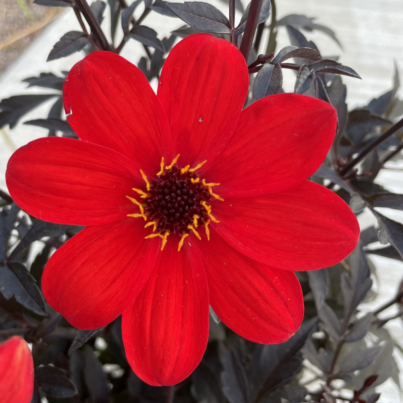 Dahlia mystic® 'enchantment'