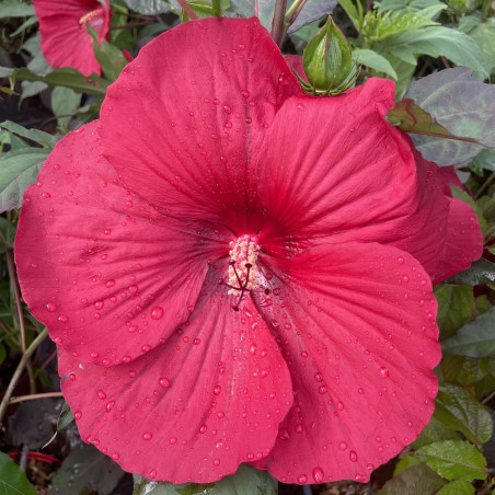 Hibiscus summerific® 'midnight marvel'