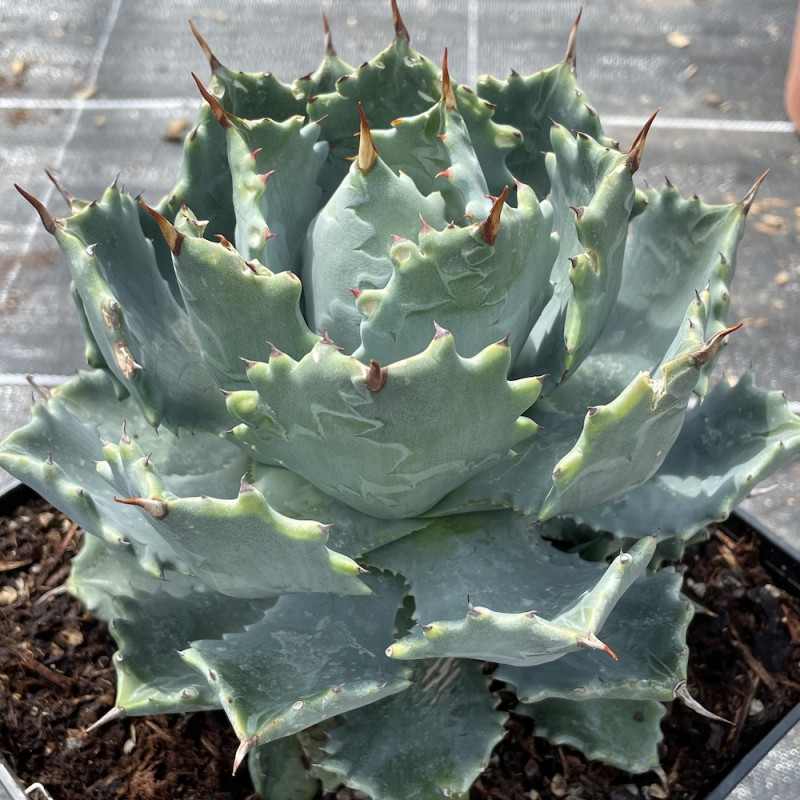 Agave parrasana globe