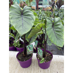 Colocasia 'COPHAMA' Pharaohs Mask®