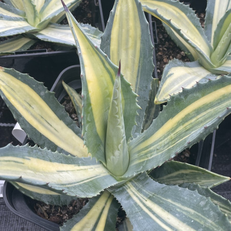 Agave americana striata