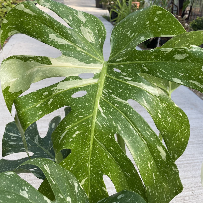 Monstera 'Thai Constellation