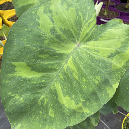 Colocasia lemon lime gecko