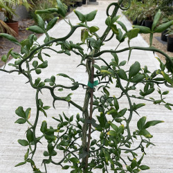 Poncirus trifoliata flying dragon