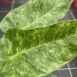 Philodendron giganteum variegata