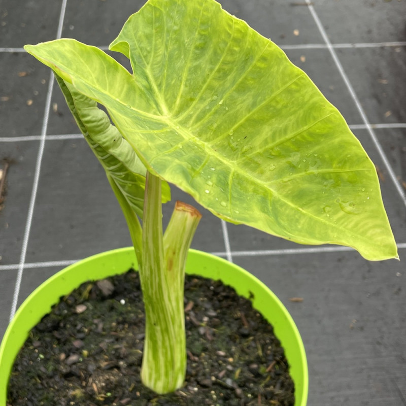 Colocasia morning dew