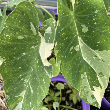 Colocasia milky way