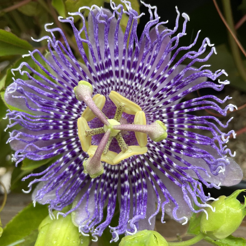 Passiflora fata confetto