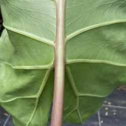 Alocasia Borneo giant pink stem