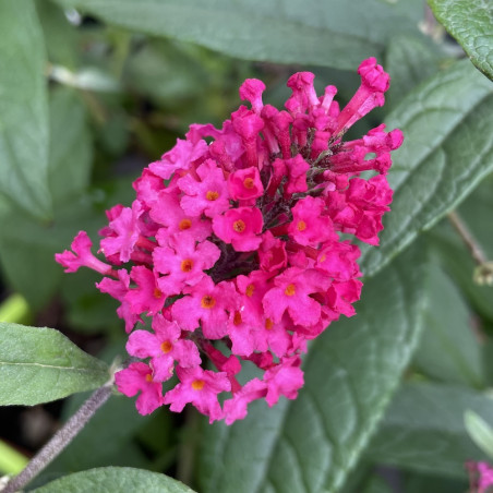 Buddleja butterfly candy® little ruby