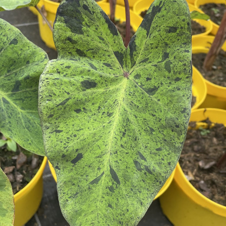 Colocasia mojito