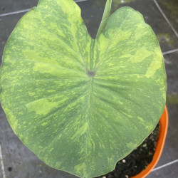 Colocasia midori sour