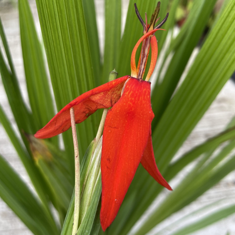 Tigridia red hot tiger