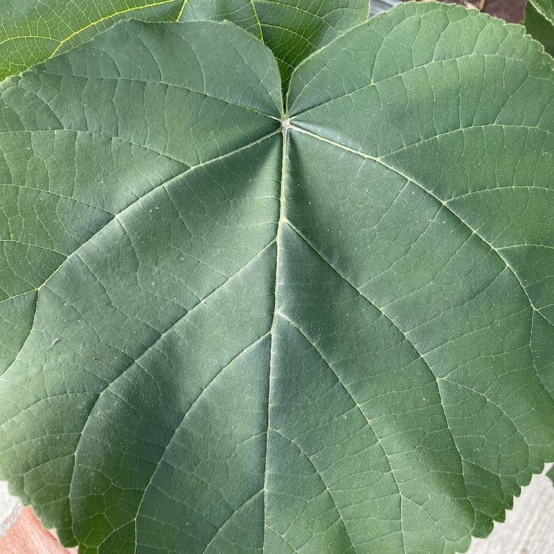 Paulownia April light®