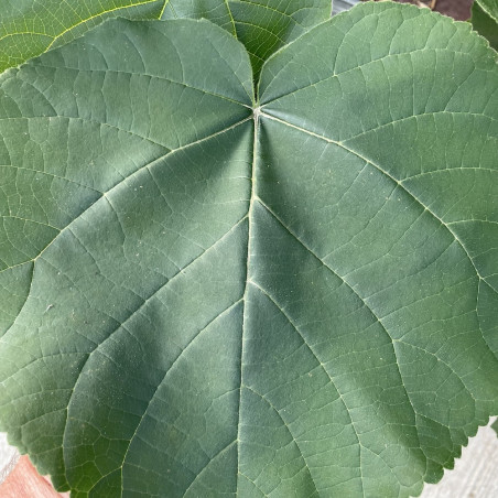 Paulownia April light®